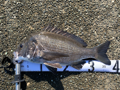 チヌの釣果