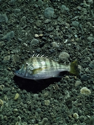 チンチンの釣果