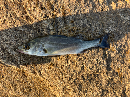 スズキの釣果