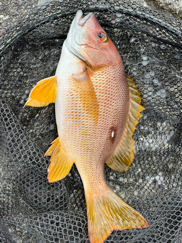 シブダイの釣果