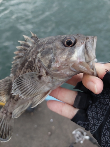 クロソイの釣果