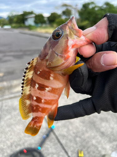 アカハタの釣果