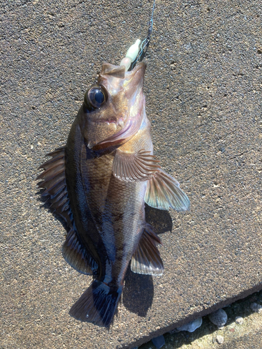 メバルの釣果