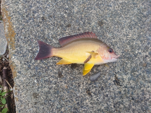 オキフエダイの釣果