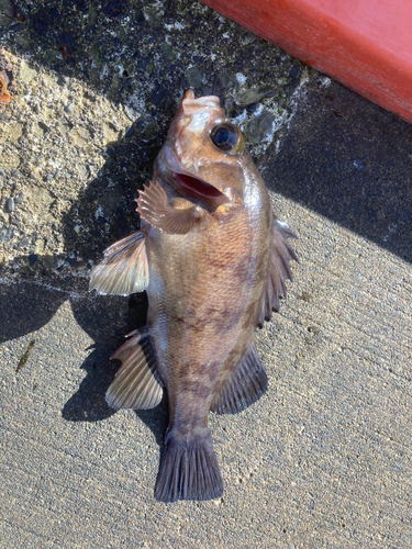 メバルの釣果