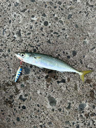 サバの釣果