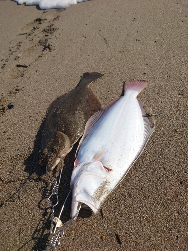 ヒラメの釣果