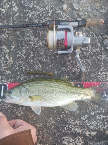 ラージマウスバスの釣果