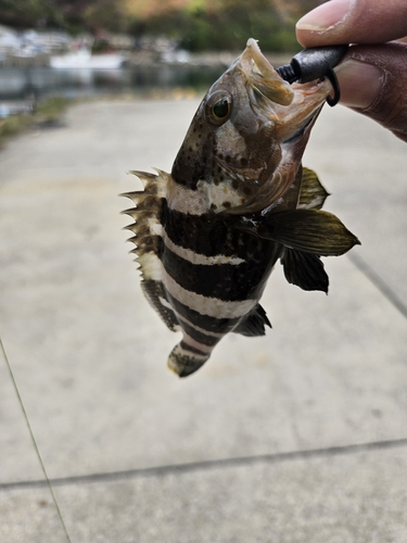 マハタの釣果