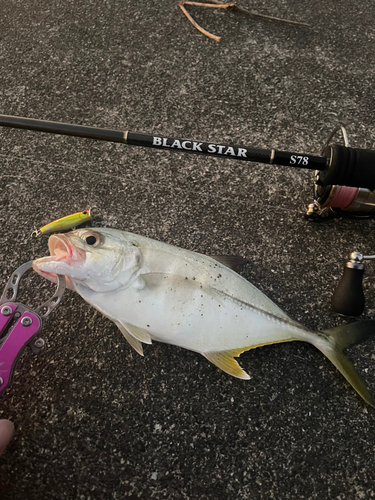 メッキの釣果