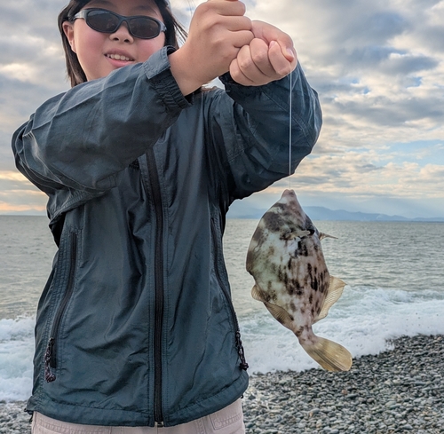 カワハギの釣果