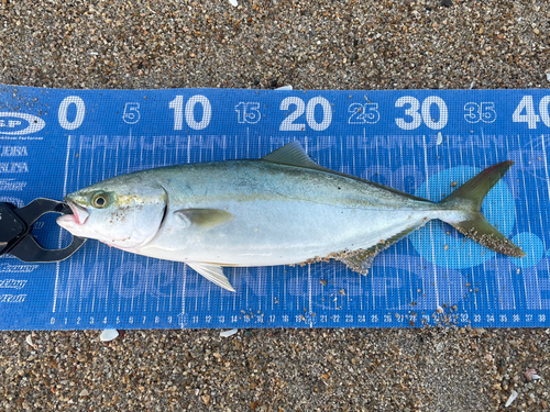 ワカシの釣果