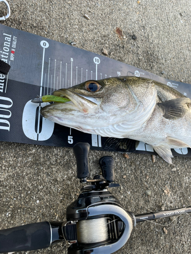 シーバスの釣果