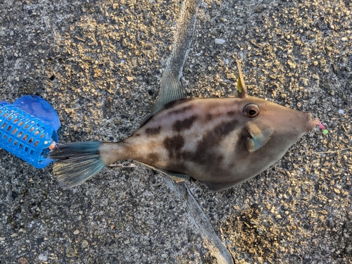 ウマヅラハギの釣果