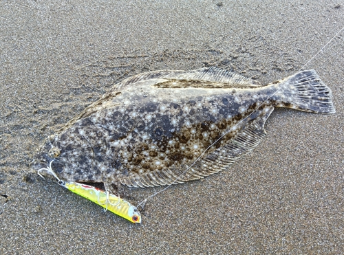 ヒラメの釣果