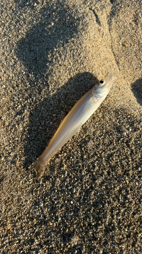 キスの釣果