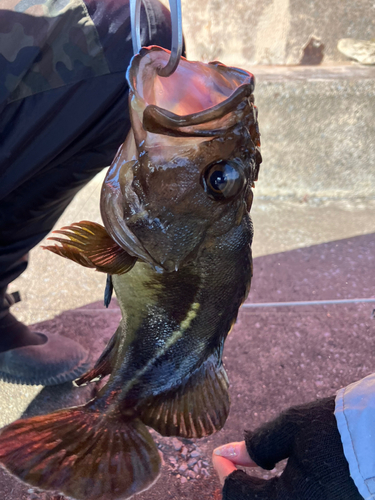 シマソイの釣果