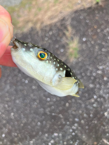 クサフグの釣果