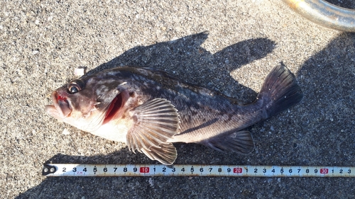 クロソイの釣果