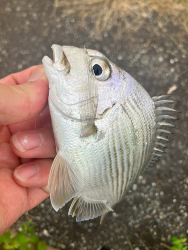 ヘダイの釣果