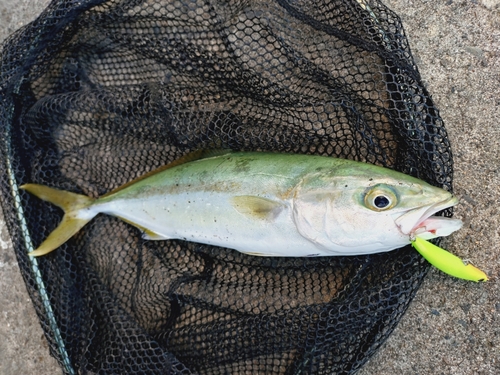 ツバスの釣果