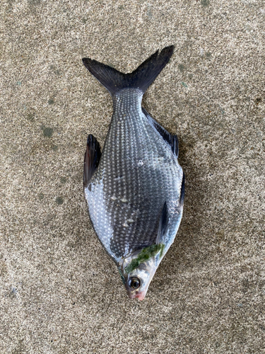 ダントウボウの釣果