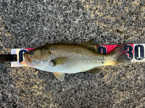 ブラックバスの釣果