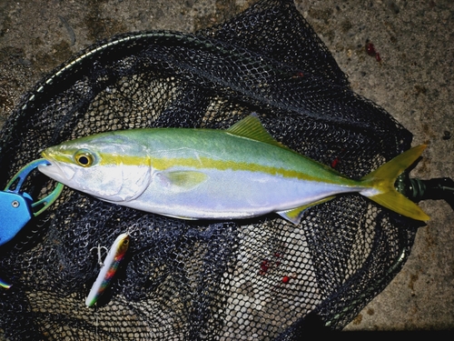 ツバスの釣果