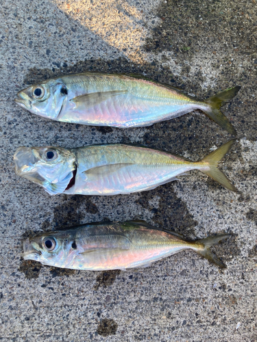 アジの釣果