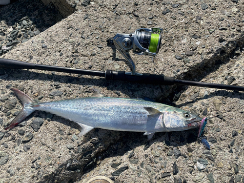 サゴシの釣果