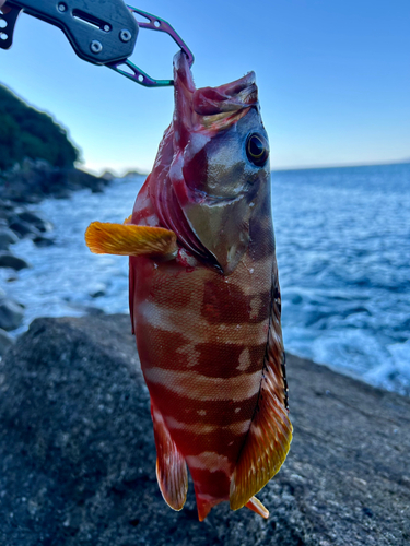 アカハタの釣果