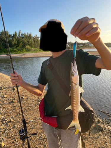 オニカマスの釣果