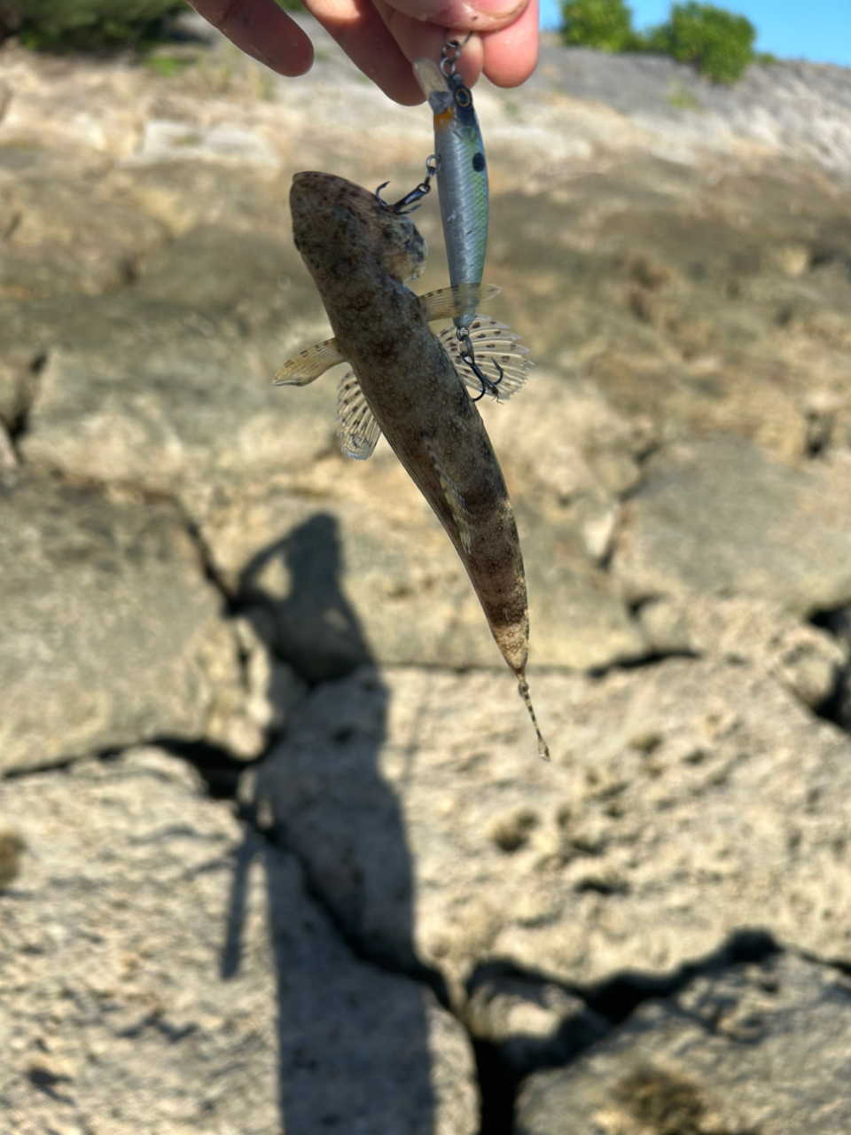 オニカマス