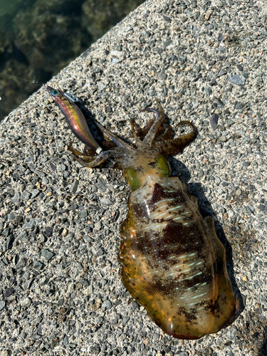 アオリイカの釣果