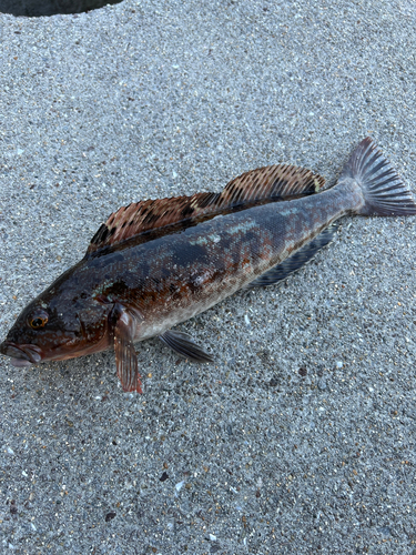 アイナメの釣果