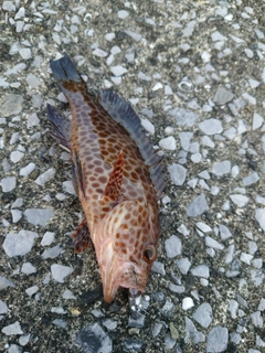 オオモンハタの釣果