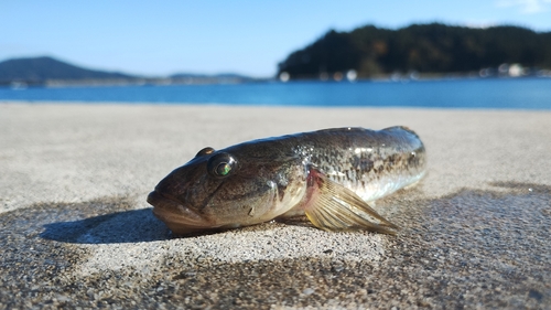 ハゼの釣果