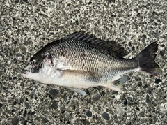 クロダイの釣果