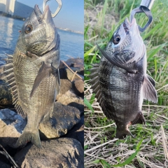 クロダイの釣果