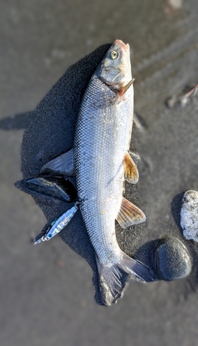 ウグイの釣果