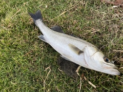 スズキの釣果