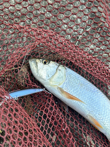 ハスの釣果