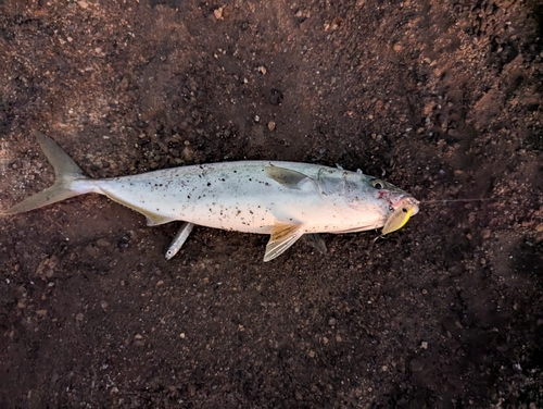 ワカシの釣果