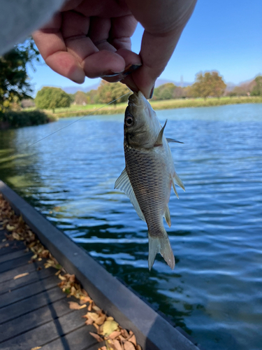 コイの釣果