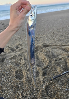 タチウオの釣果