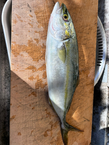 ハマチの釣果