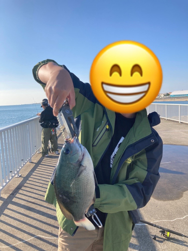 グレの釣果