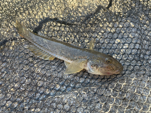 ハゼの釣果