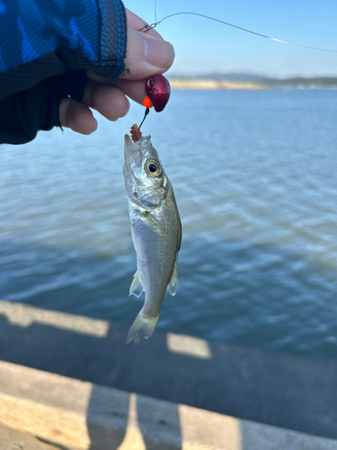 セイゴ（ヒラスズキ）の釣果