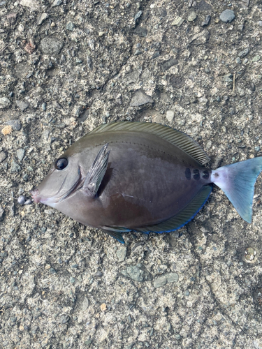 熱海港海釣り施設